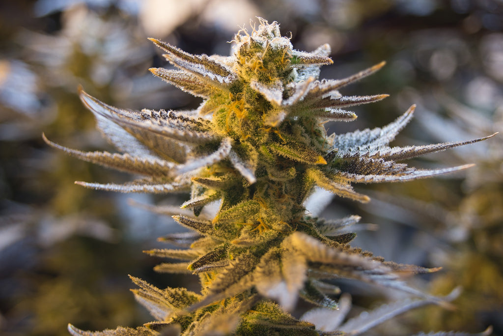 Understanding The Cannabis Flower's Anatomy